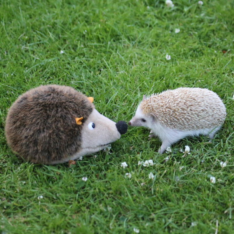 Happy Groundhog Day