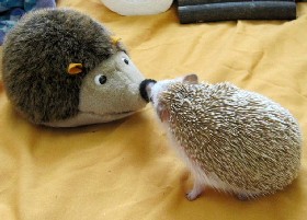 Yet more Hedgehogs