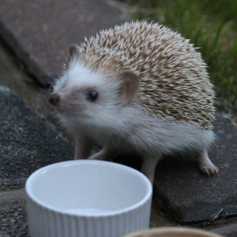 Can I have some more?