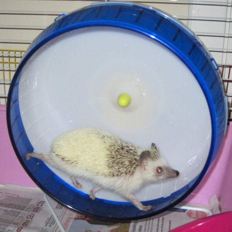 Pygmy Hedgehog on wheel