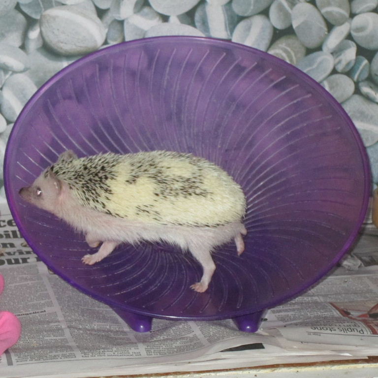 Pygmy Hedgehog on wheel