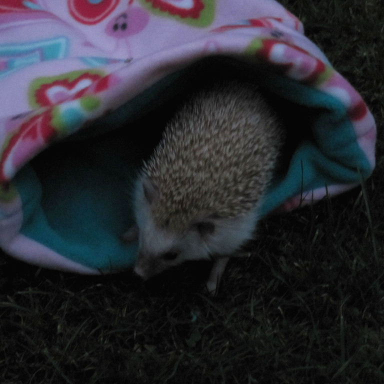 Warm summer's evening