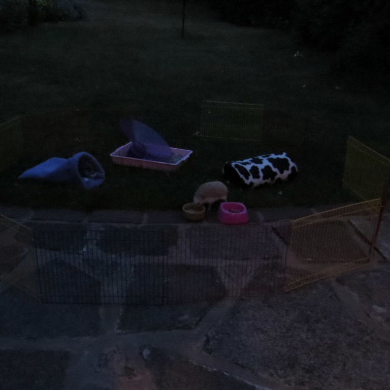 Hedgehog pen on summer's evening