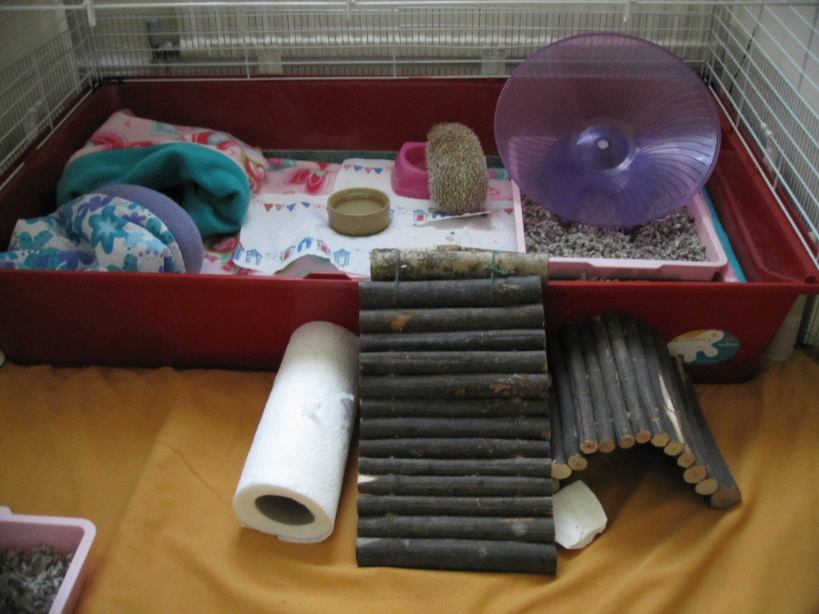 Pygmy Hedgehog set-up