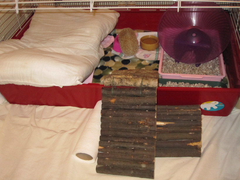 The set-up