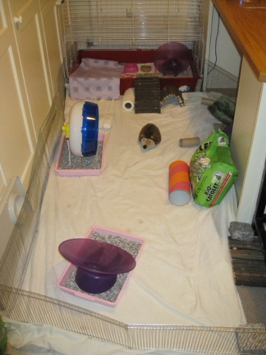 Pygmy Hedgehog playpen