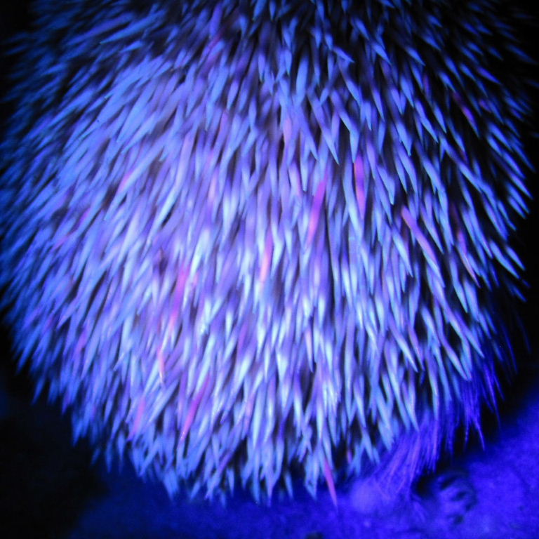 UV Hedgehog