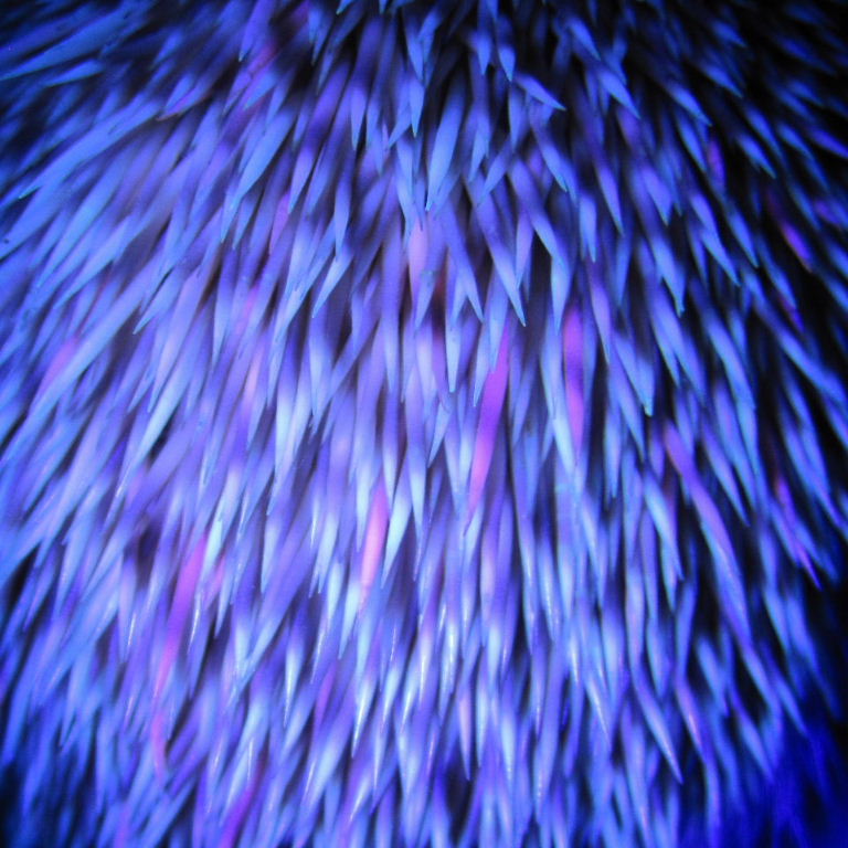 Fluorescent Hedgehog