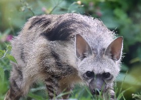 Southern Aardwolf