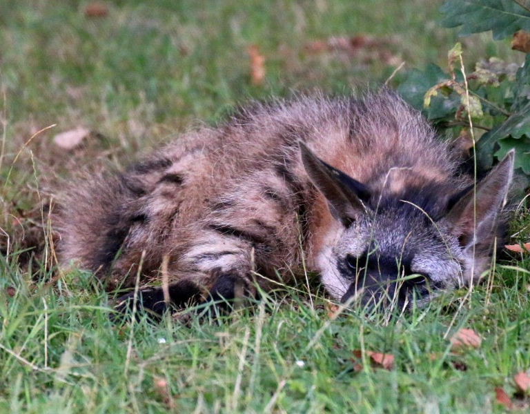 Southern Aardwolf