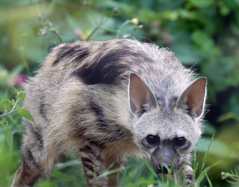 Aardwolf
