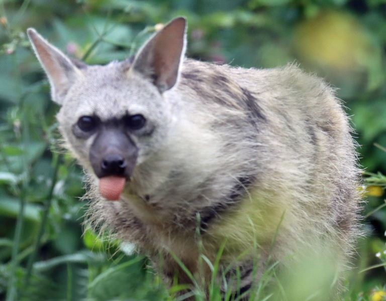 Aardwolf