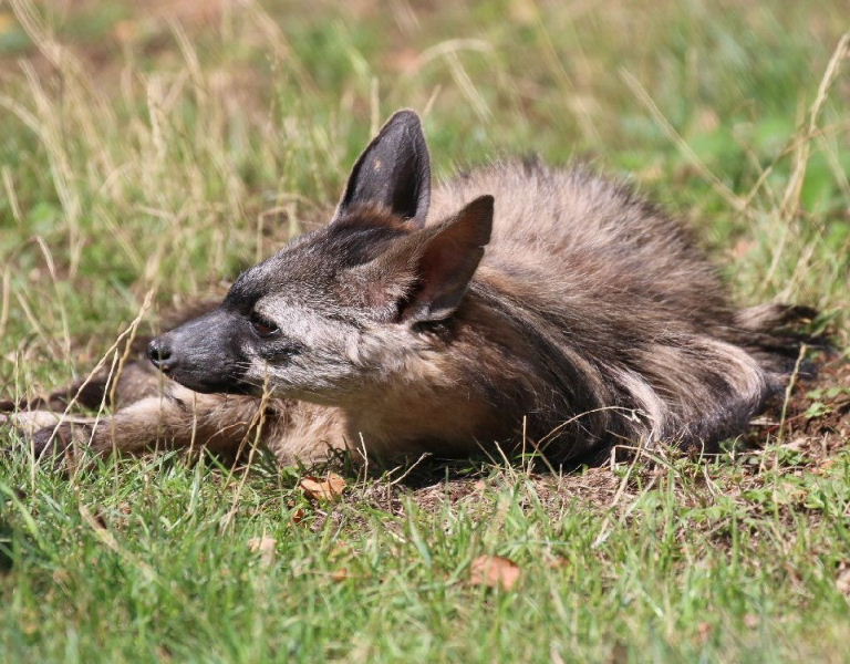 Southern Aardwolf