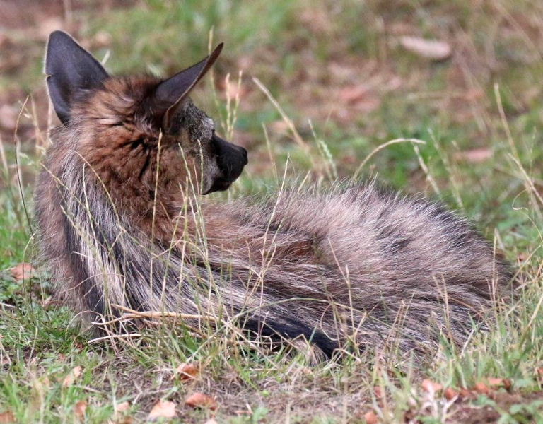 Southern Aardwolf