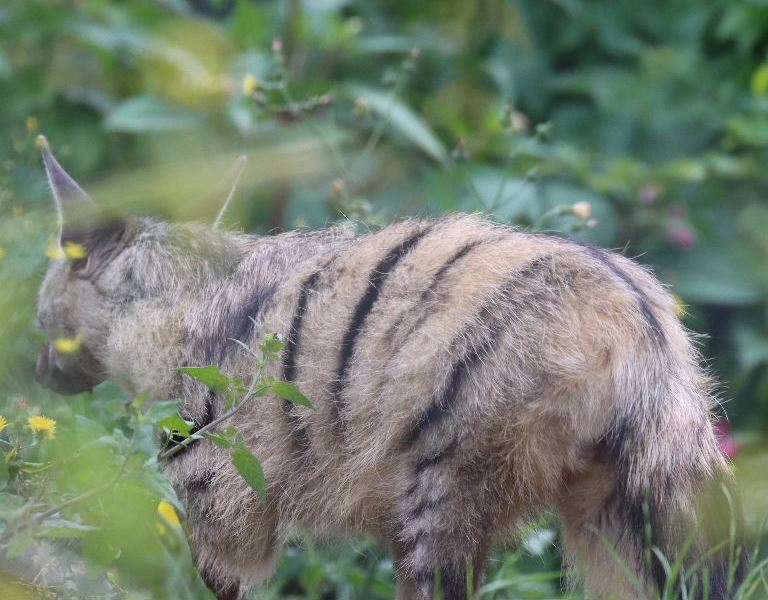 Aardwolf