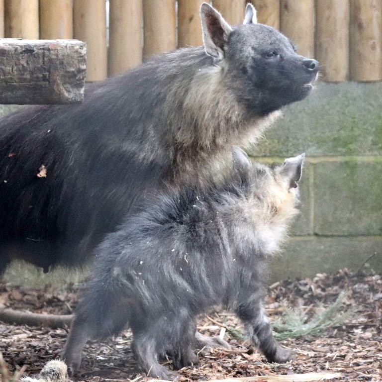 Brown Hyena with cub