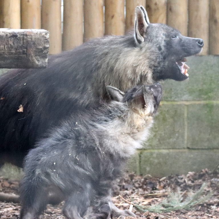 Brown Hyena with pup