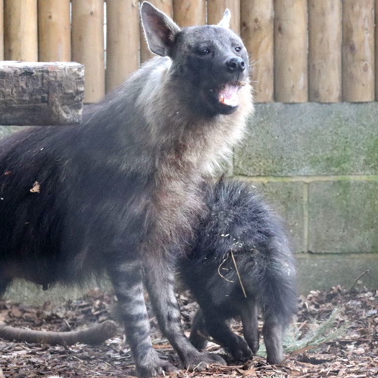 Brown Hyena with cub