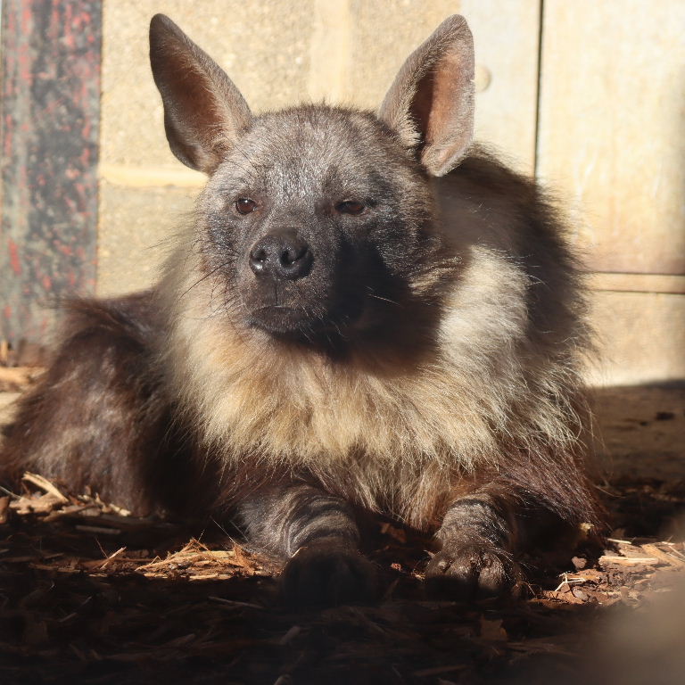Brown Hyena
