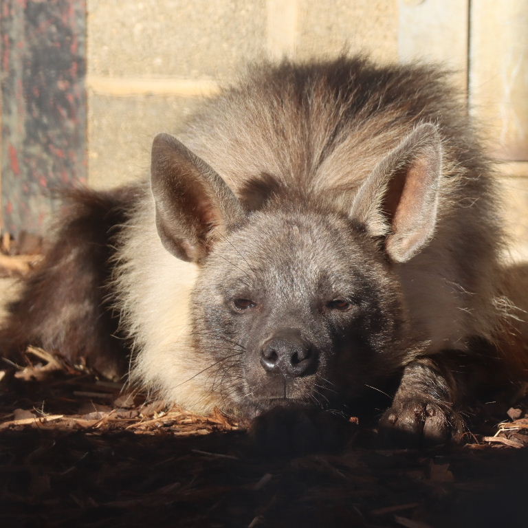 Brown Hyena