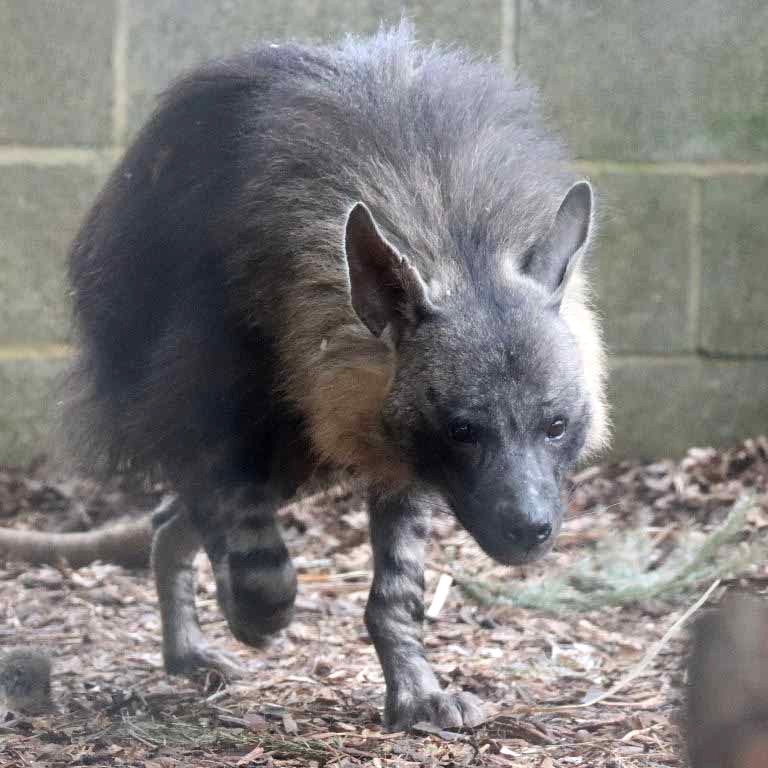 Brown Hyena