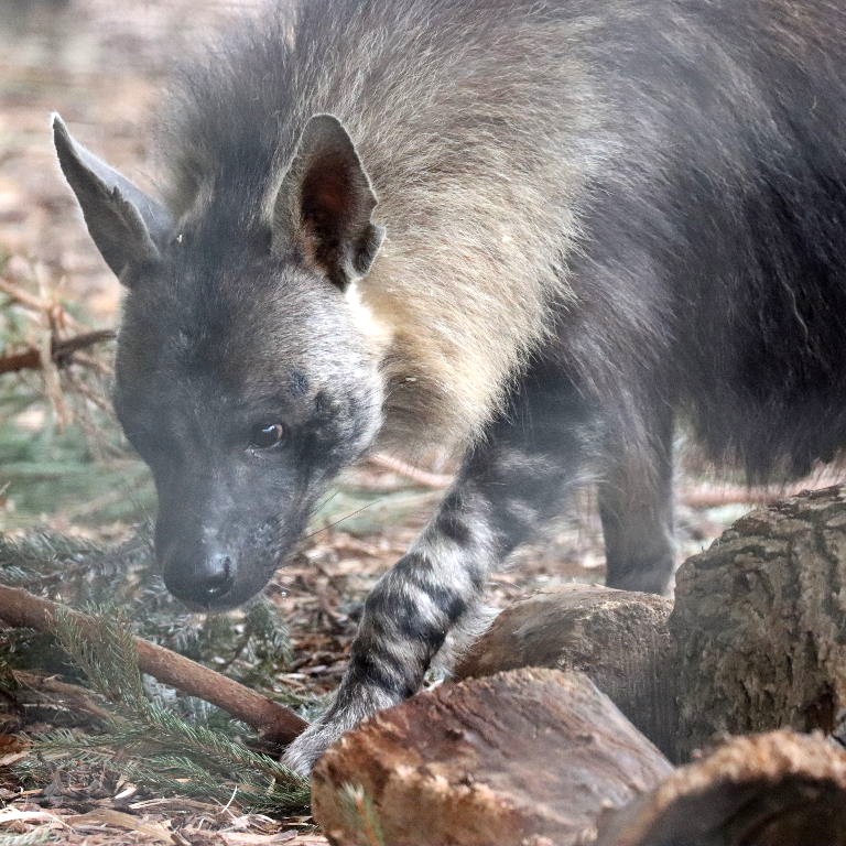 Brown Hyena