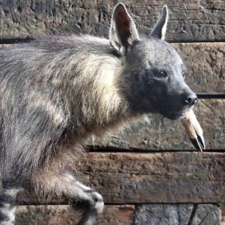 Brown Hyena