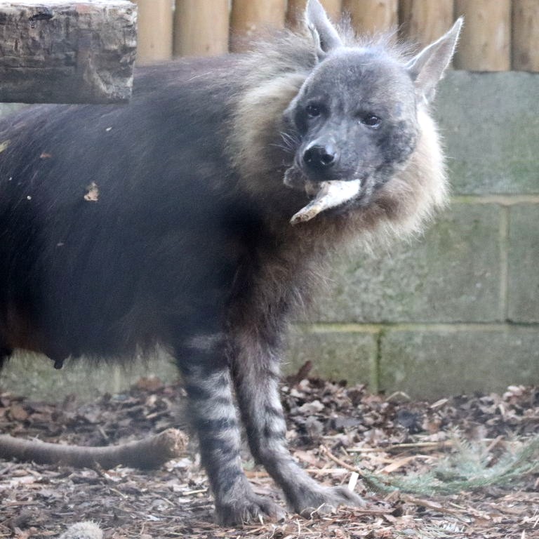 Brown Hyena