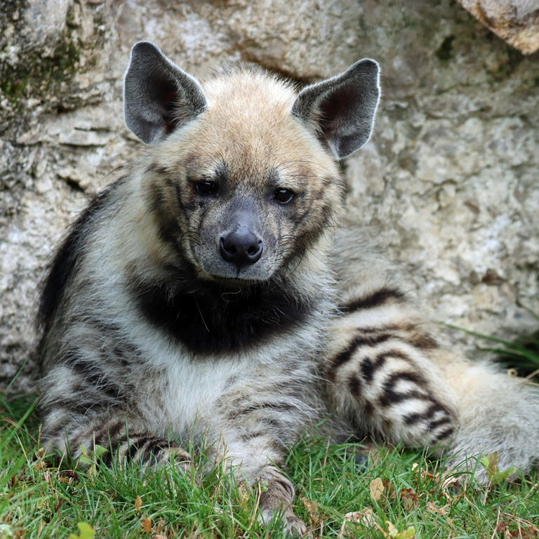 Striped Hyena