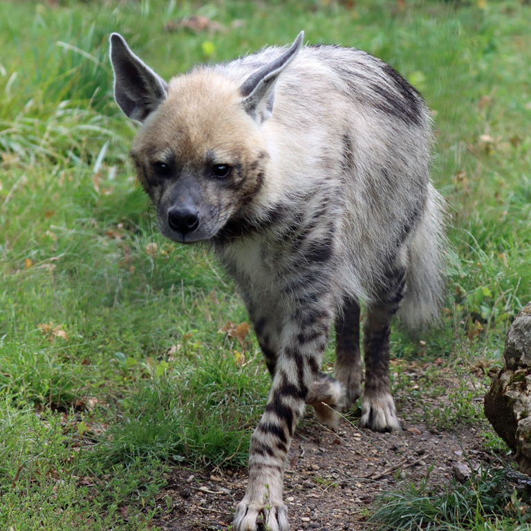 Striped Hyena