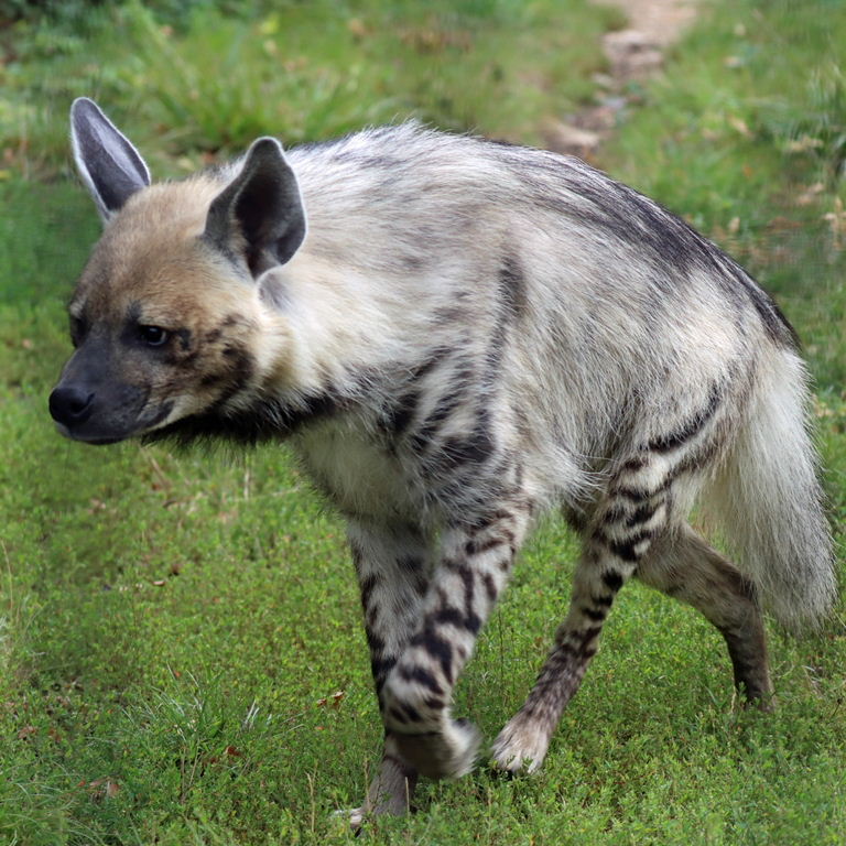 Striped Hyaena