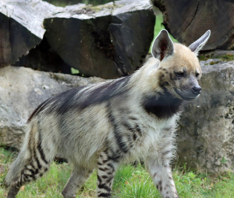 Striped Hyena