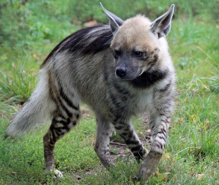 Striped Hyena