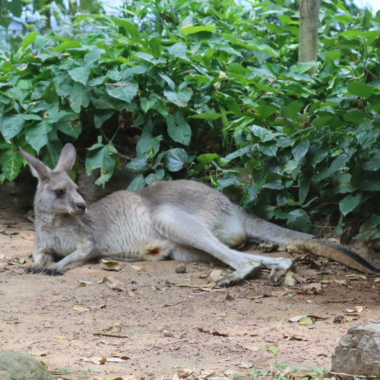 Eastern Grey Kangaroo