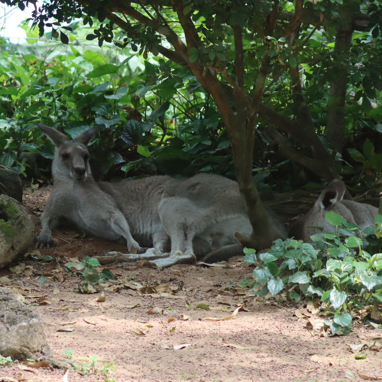 Eastern Grey Kangaroo