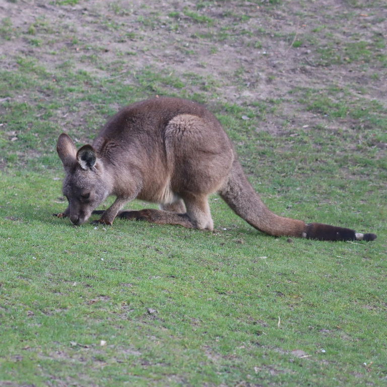 Eastern Grey Kangaroo