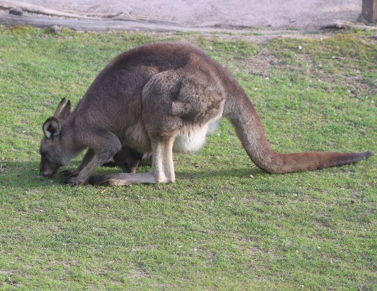 Eastern Grey Kangaroo and joey grazing