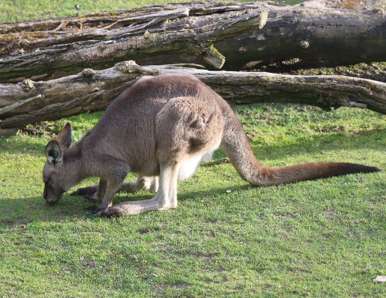 Eastern Grey Kangaroo