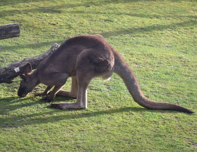 Eastern Grey Kangaroo