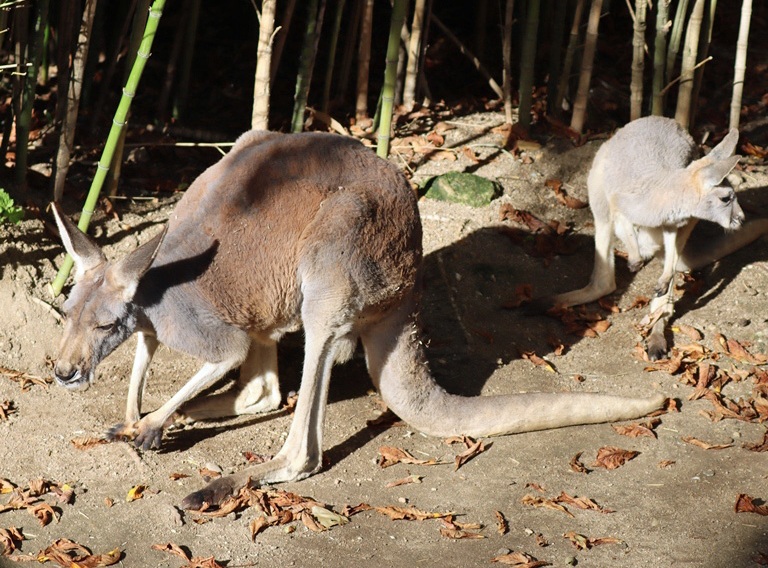 Red Kangaroos
