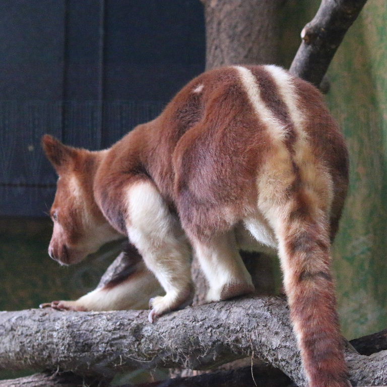 Goodfellow's Tree Kangaroo