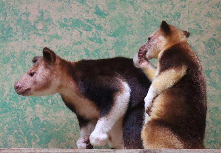 Goodfellow's Tree Kangaroo