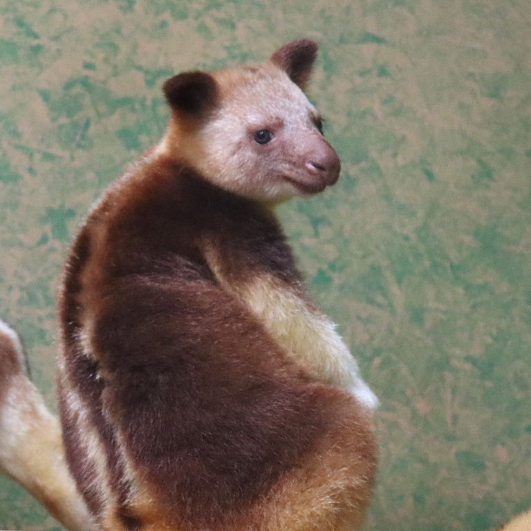 Goodfellow's Tree Kangaroo