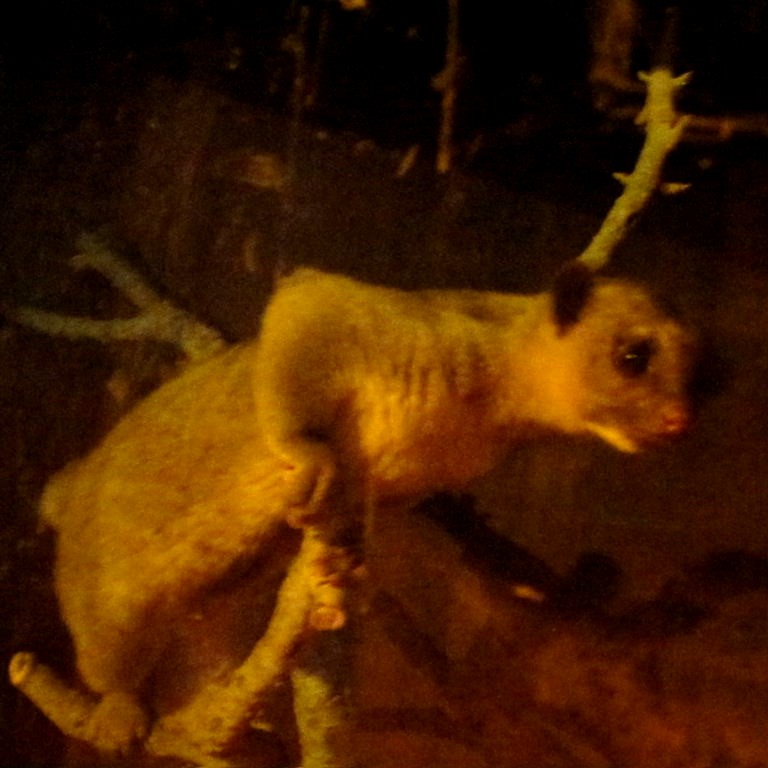 Kinkajou
