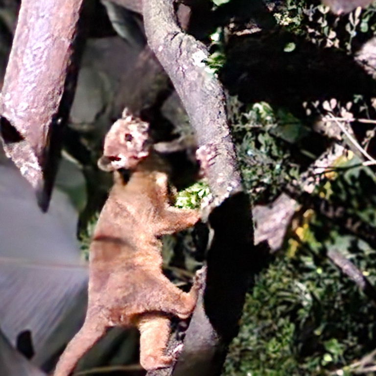 Kinkajou