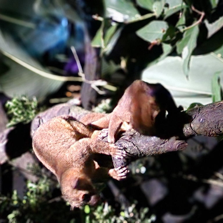 Kinkajou