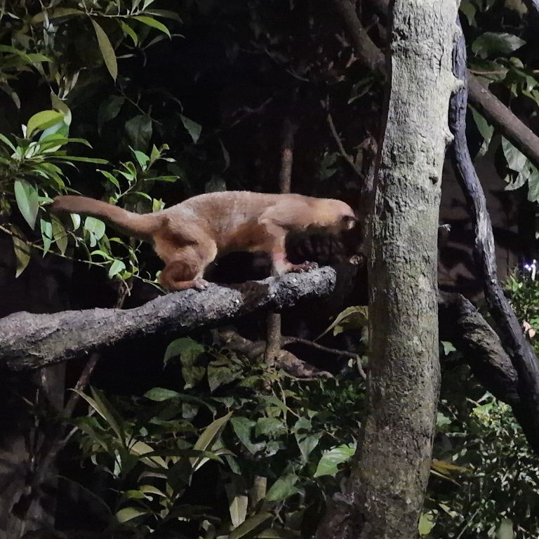 Kinkajou