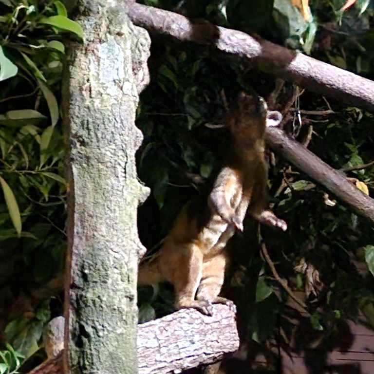 Kinkajou