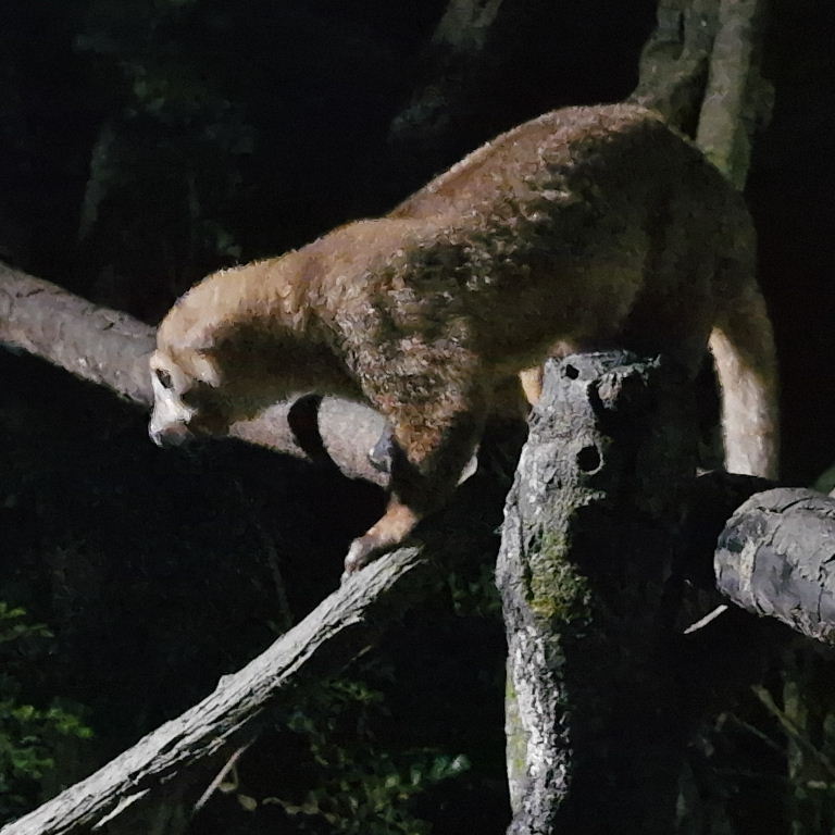 Kinkajou