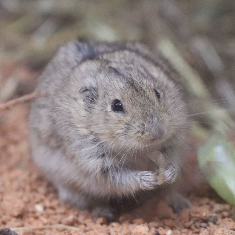 Steppe Lemming